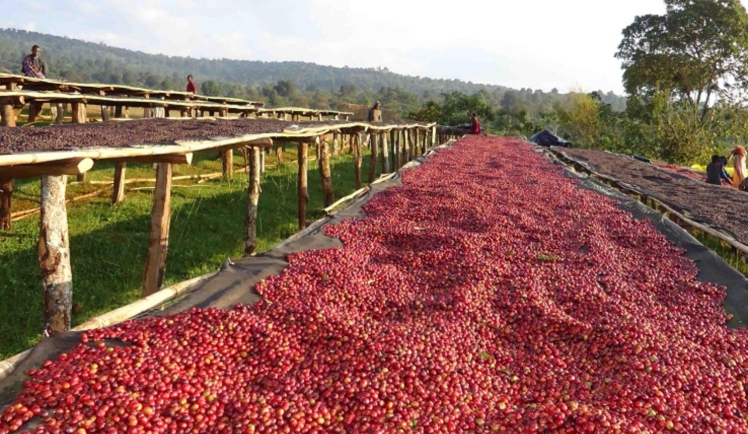 Ethiopian Sidamo Chire Coffee Farm, Heirloom Coffee Varietal