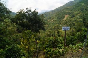 Guatemala Huehuetenango Todos Santos Single Origin Coffee