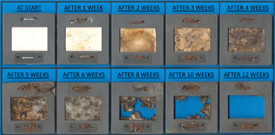 Biodegradation of BioPak Disposable Coffee Cups