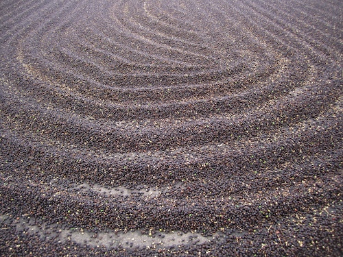 Natural Dry Process, Green Beans, Ecuador Single Origin Coffee