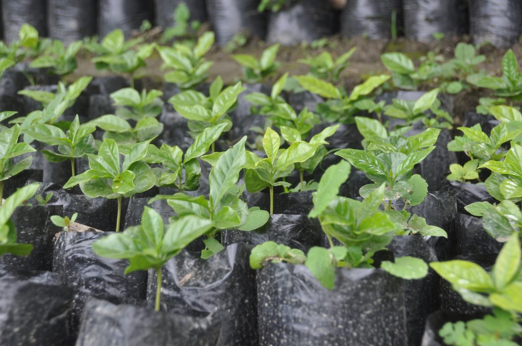 Coffee Trees, Ecuador Single Origin Coffee