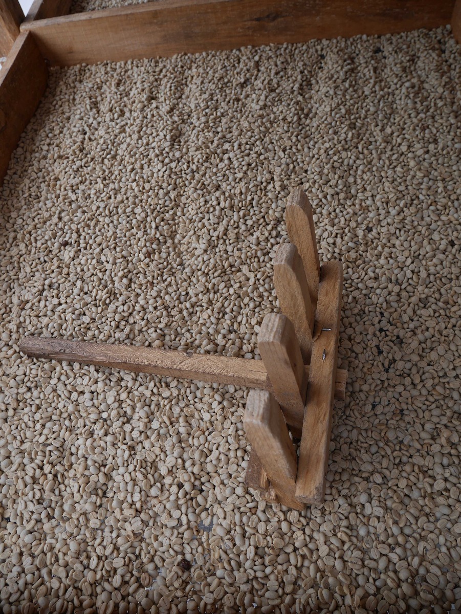 Green Beans, Guatemala Coban Finca Santa Isabel, Crema Origins