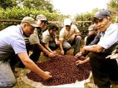 red bourbon cherry sorting, la providencia coffee farm, el salvador
