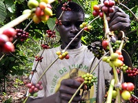 Ethiopian Sidamo Chire Single Origin Coffee