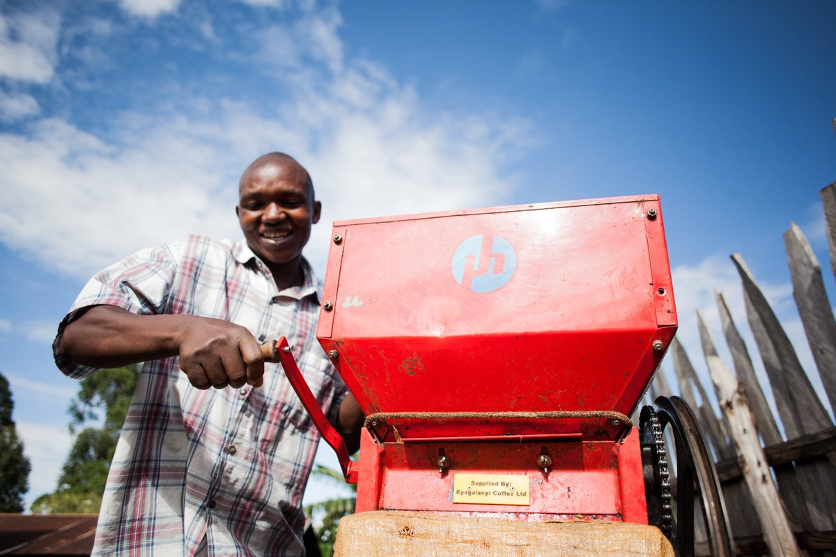 Uganda Workers Pulping Coffee Cherries