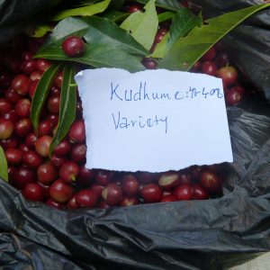 Kudumi Landrace Varietal at Wolichu Wachu; img by Cafe Imports