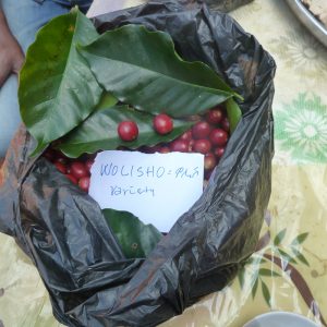 Walichu Landrace Varietal; img by Cafe Imports