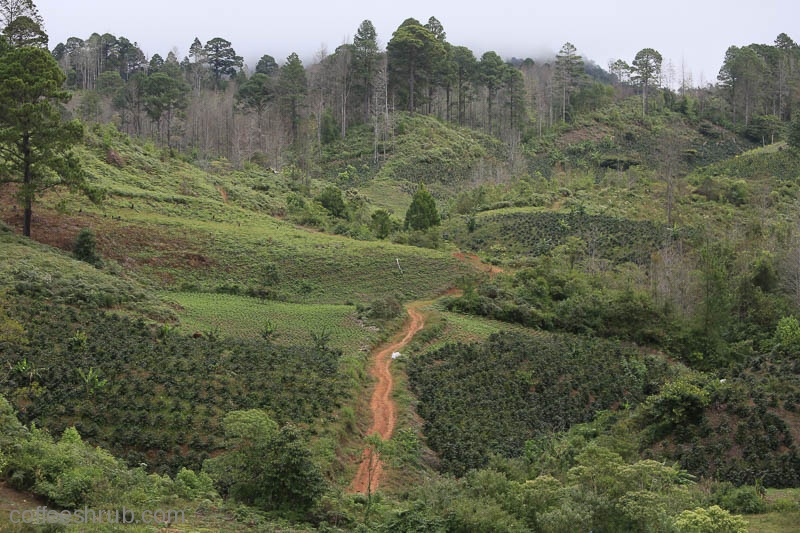 Coffee Farm in Honduras