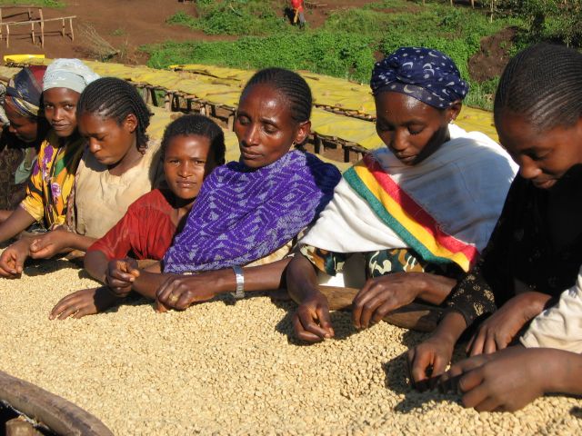 Ethiopia Sidamo Chire regeion Coffee Cherries