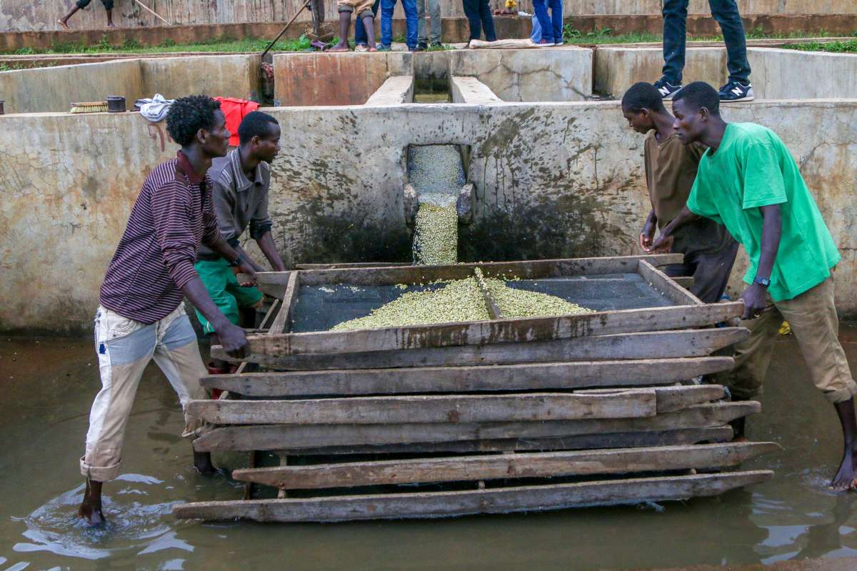 Wolichu Wachu Workers in Ethiopia