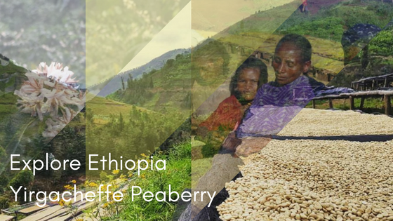 Ethiopia Yirgacheffe Peaberry