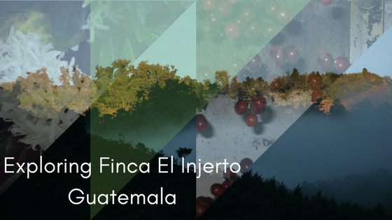 Exploring Finca El Injerto Guatemala with Crema Trekkers