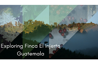 Finca El Injerto Guatemala