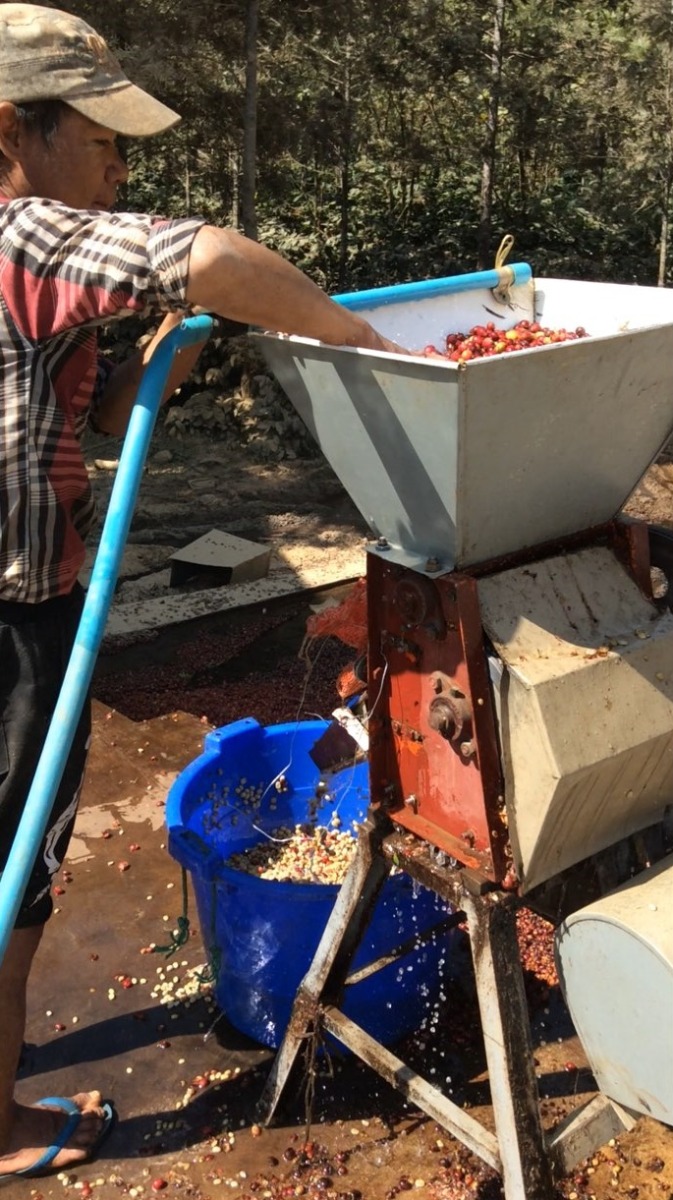 Sithar Coffee Co Worker