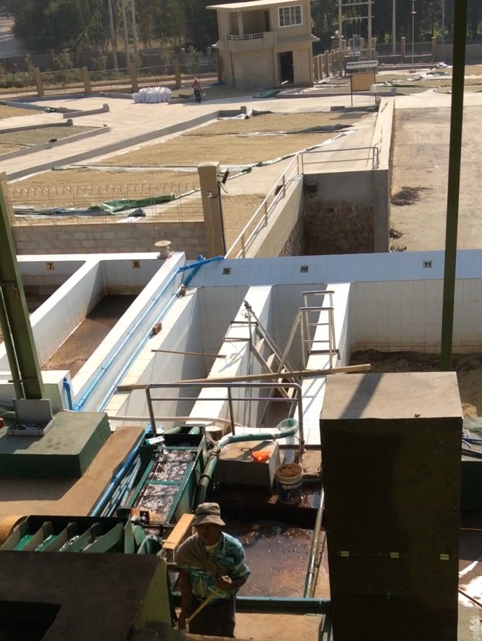 Sithar Coffee Co. Drying Patios