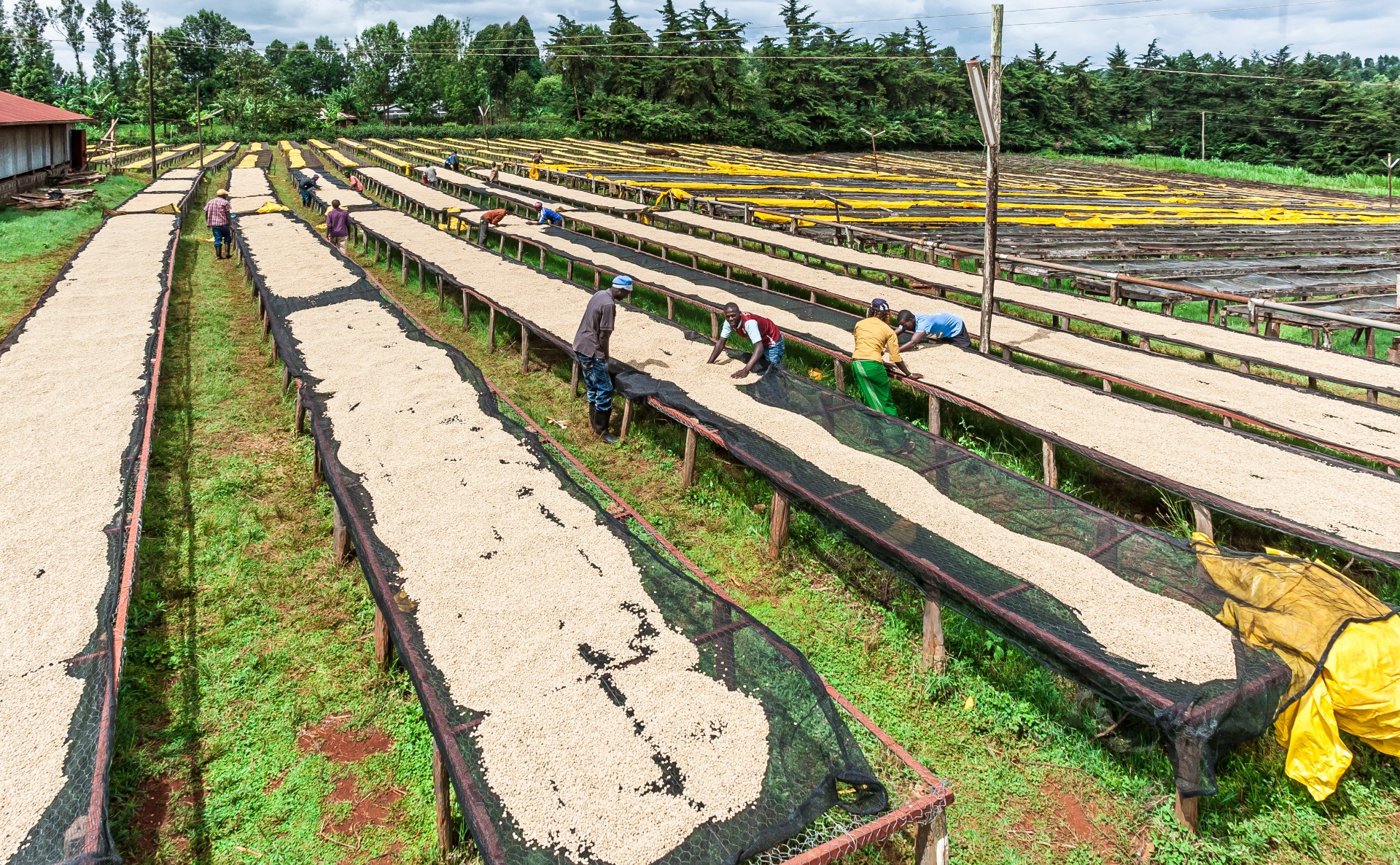 Green Beans Drying Kenya