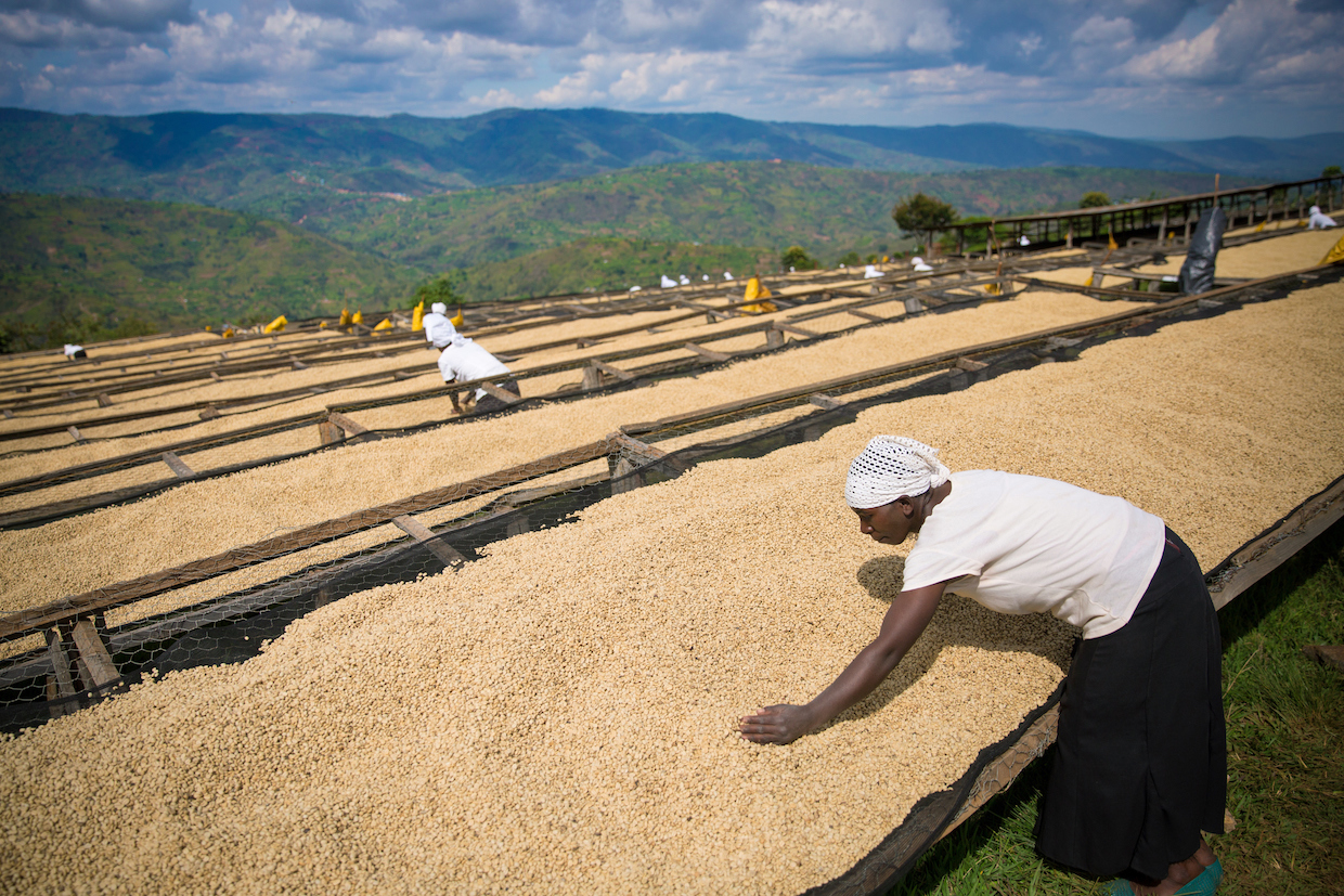 Rwanda Drying Beds