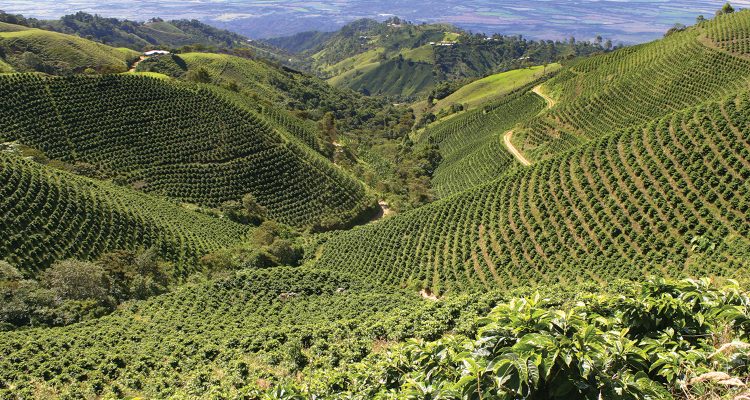 Peru Coffee Plantations in Central Andes Regions