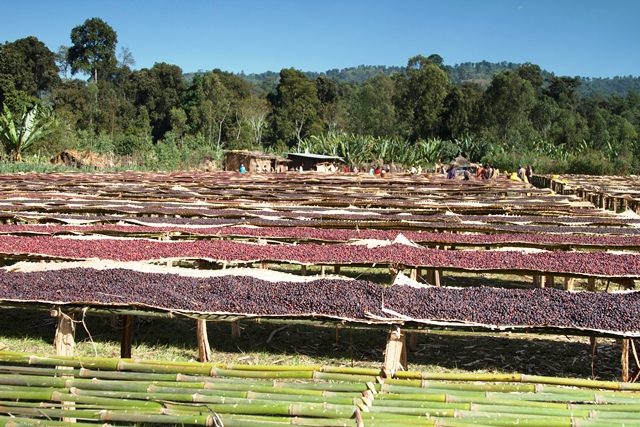 Ethiopian Coffee