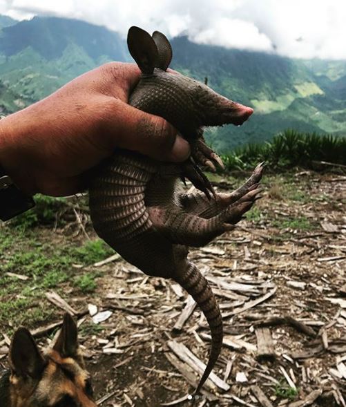 Armadillo found on Finca El Injerto