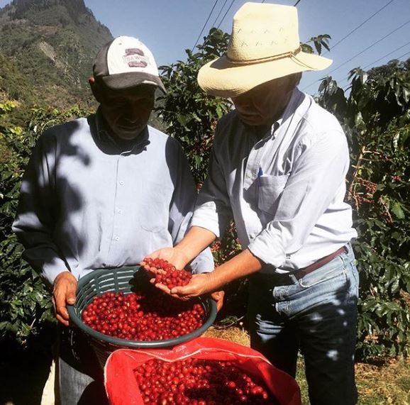 Arturo Aguirre Senior During Harvest, Finca El Injerto