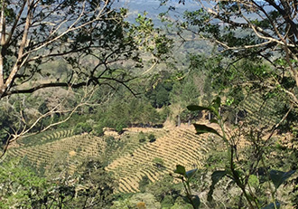 Finca Alma Coffee Plantations