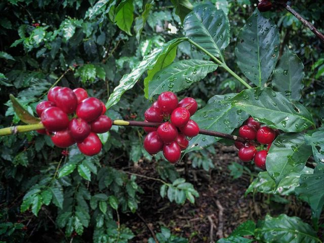 bourbon-coffee-cherries-peru