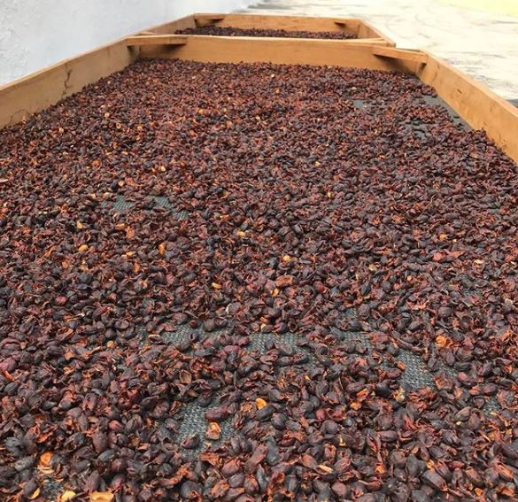 Cascara Finca El Injerto Guatemala