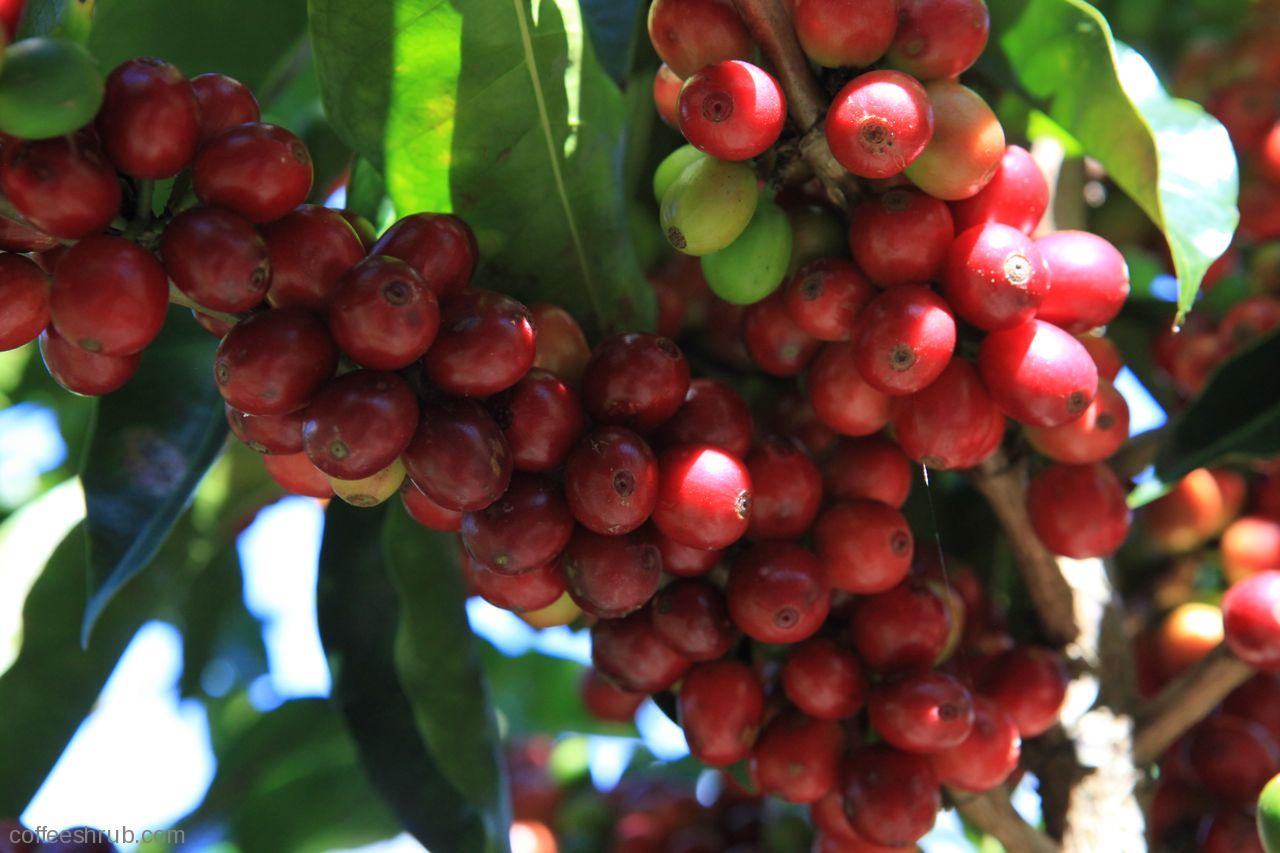 Coffee Cherries Zimbabwe