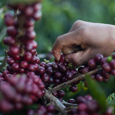 Cherry Picking at Loma La Gloria in El Salvador