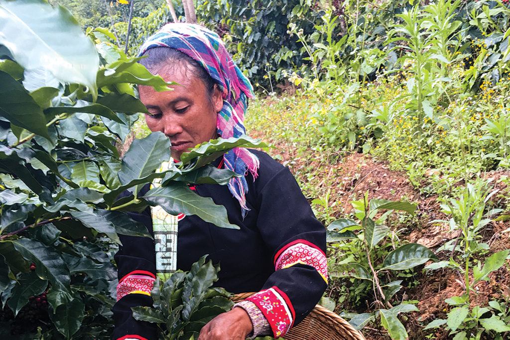 Chinese Coffee Worker