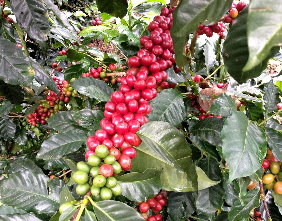 Coffee Cherry Plants Finca El Injerto