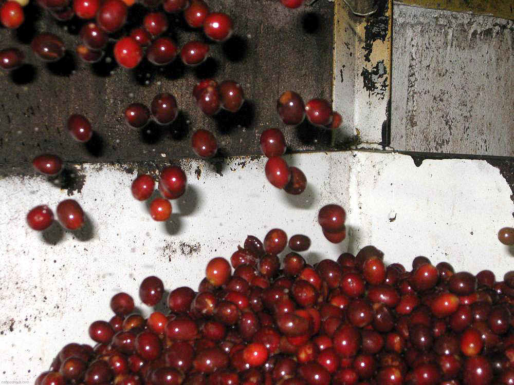 Coffee Cherry Pulping Finca El Injerto