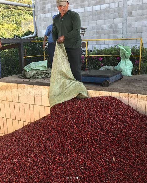Harvest at Loma La Gloria in El Salvador