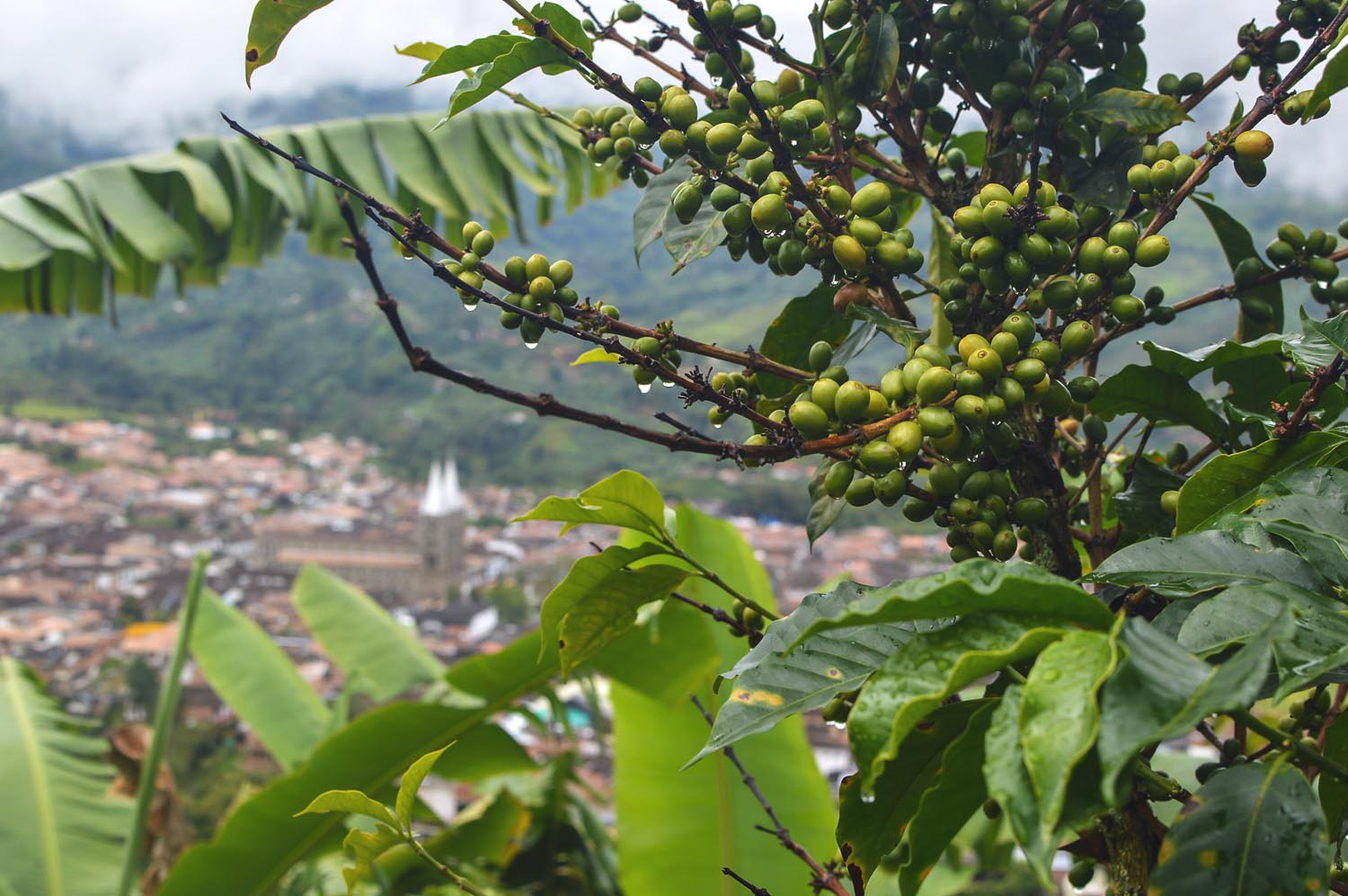 Colombia Coffee Growing Region