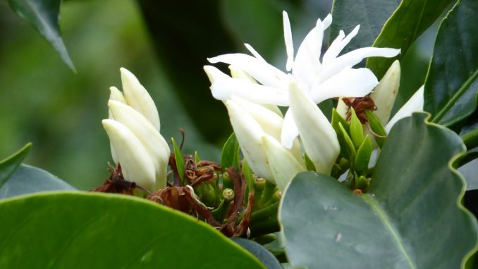 Colombia, Coffee Cherry Blossom