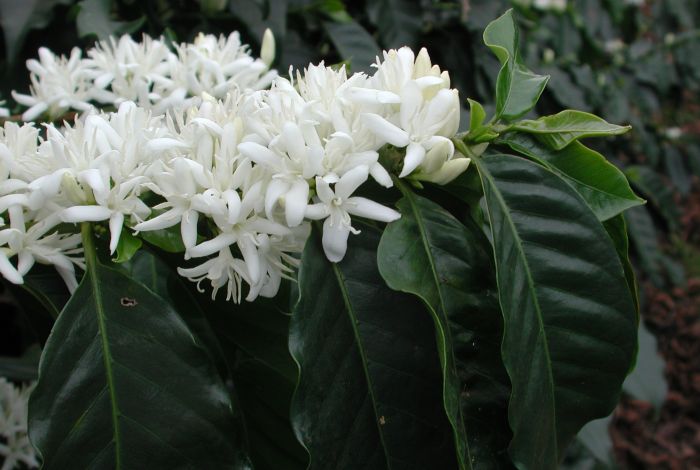 Coffee Cherry Blossoms