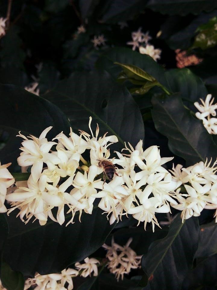 Coffee Cherry Blossoms, Daterra Brazil