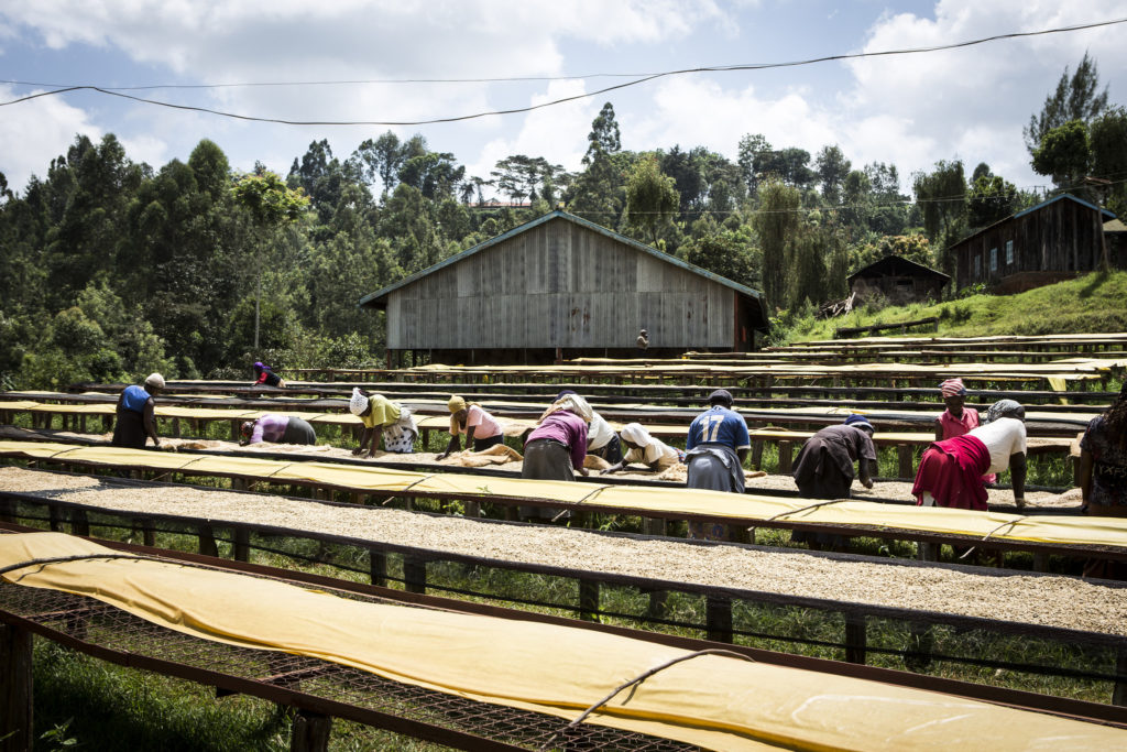 Coffee Drying Beds, Kenya