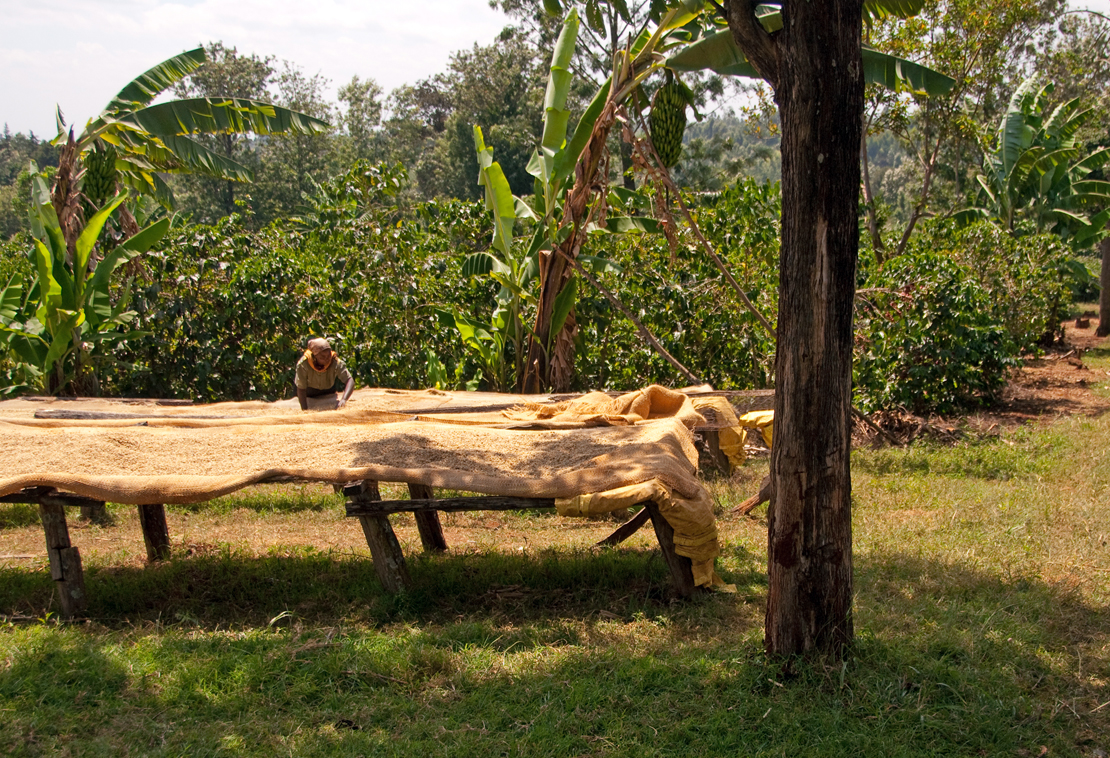  Coffee Drying Beds