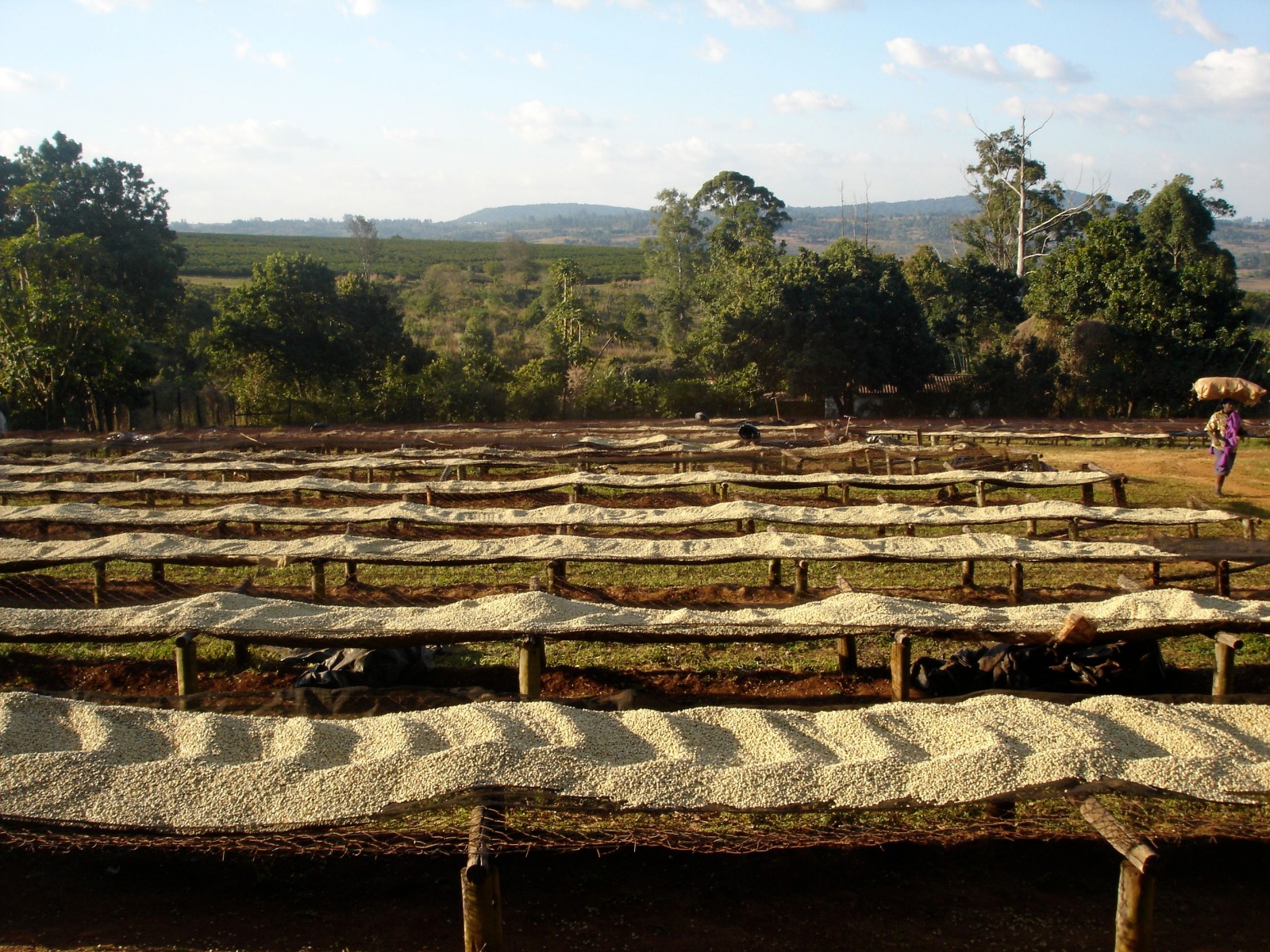Coffee Drying Beds Zimbabwe