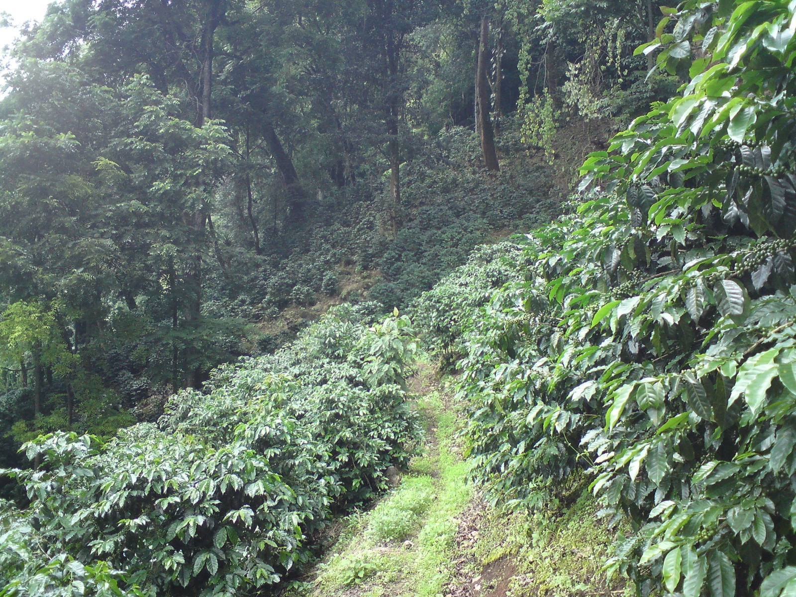 Finca El Injerto Guatemala Coffee Farm
