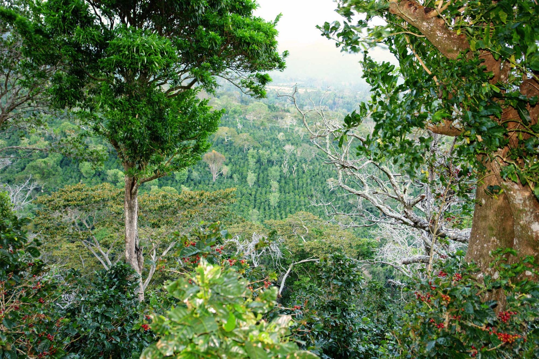 Finca Auromar Panama