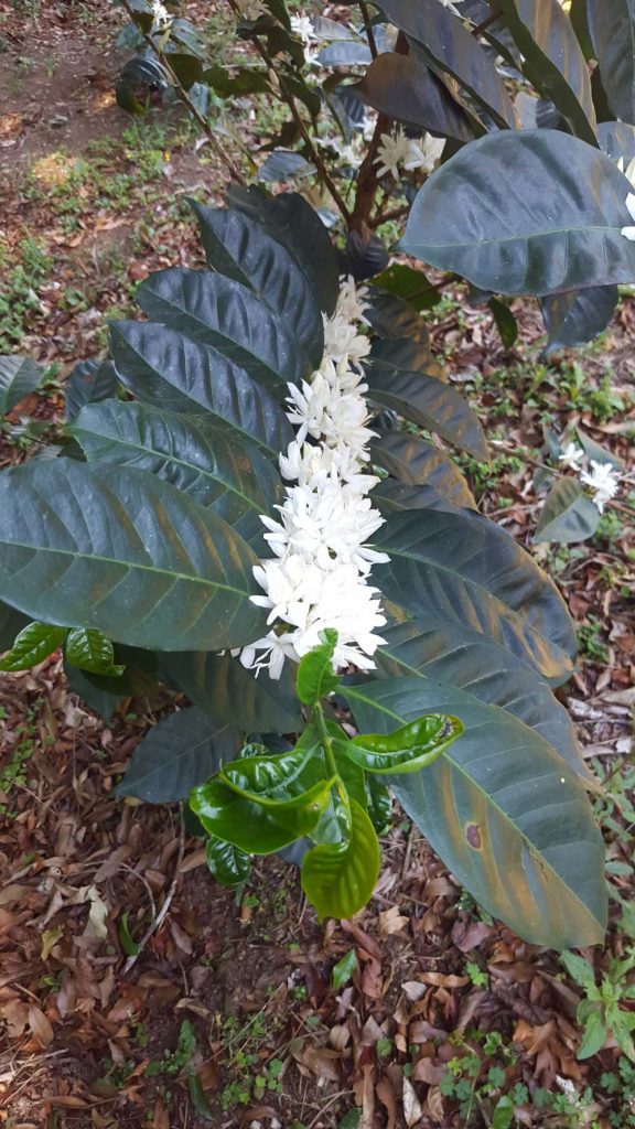 Coffee Cherry Blossoms Panama