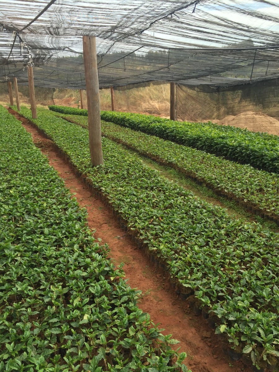 Daterra Brazil