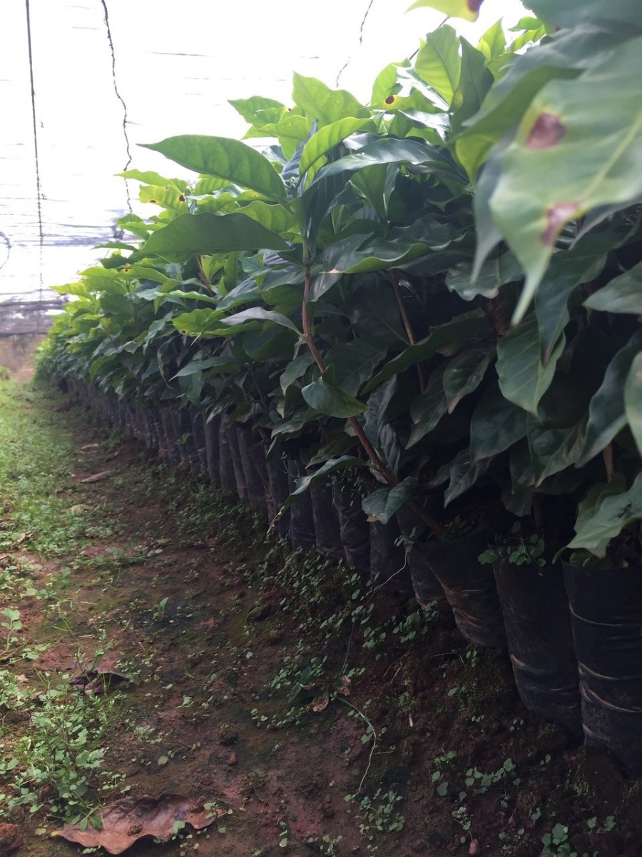 Coffee Trees Daterra Brazil