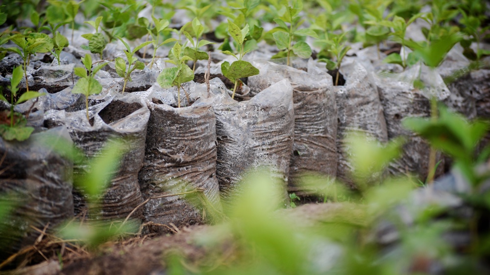 Coffee Plants Rwanda