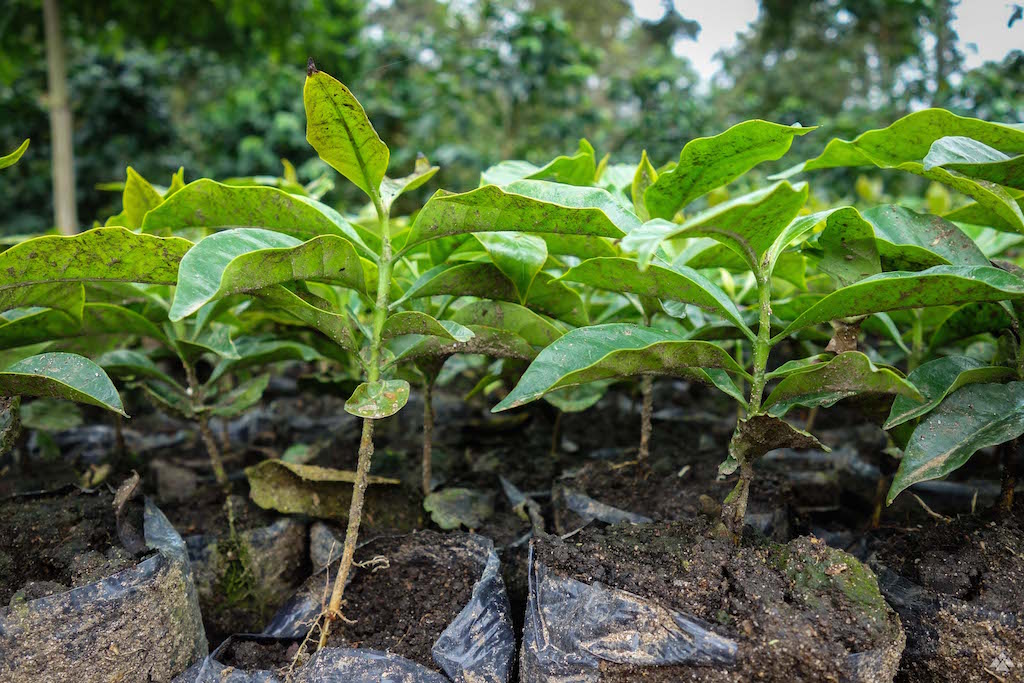 Coffee Saplings Colombia Red Associations