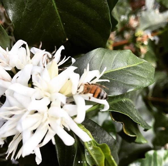 Coffee Cherry Jasmine Blossoms Finca El Injerto
