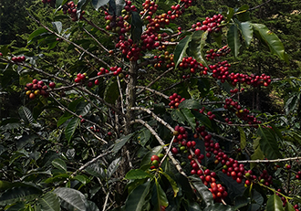 Geisha Coffee Cherries on Finca Auromar